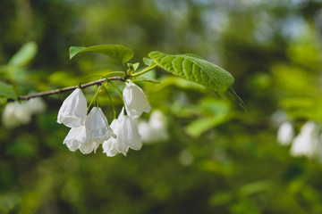 Beatifull silver flowers of Halesia
