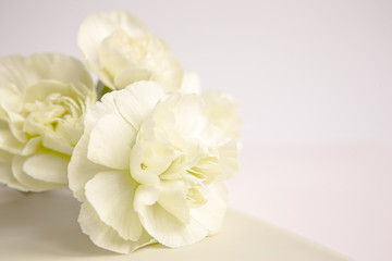Obraz na płótnie Canvas Green yellow carnations flowers on a white lilac background. Place for the text. Mothers Day. Greeting card. Wedding day. Valentine's Day