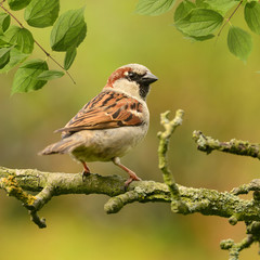 Vögel 131