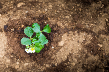 A small strawberry plant in wet ground, aerial top view. Home-growing vegetables and fruit is a nice activity idea during covid-19 lockdown pandemic. Wallpaper or background with copy space.