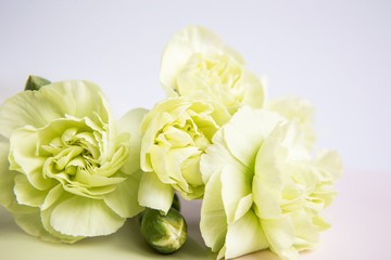 Fototapeta premium Green yellow carnations flowers on a white lilac background. Place for the text. Mothers Day. Greeting card. Wedding day. Valentine's Day