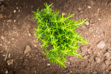 A small rosemary plant in wet ground, aerial top view. Home-growing vegetables and fruit is a nice activity idea during covid-19 lockdown pandemic. Wallpaper or background with copy space.