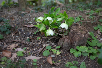 young green plant