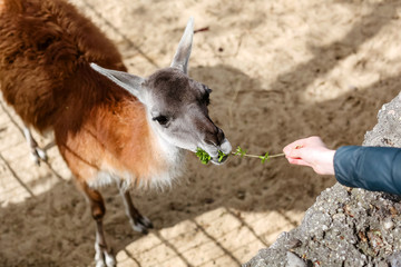 Close up of a human hand a woman in a green jacket feeds a llama with leaves a Guanaco with crooked...