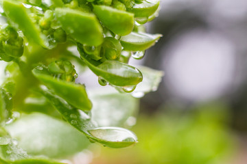 green leaves with drops
