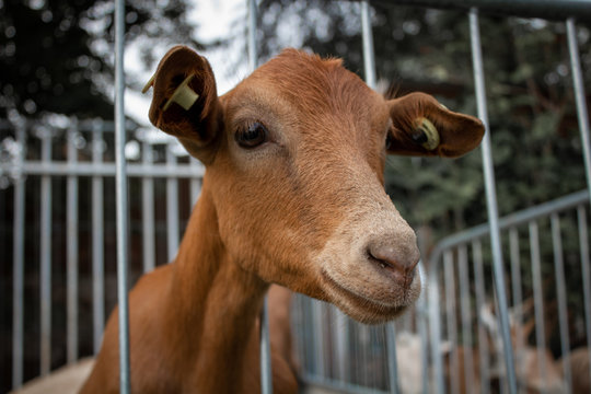 Visiting A Country Livestock Fair 