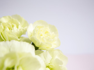 Obraz na płótnie Canvas Green yellow carnations on a white lilac background. Place for the text. Mothers Day. Greeting card. Wedding day. Valentine's Day
