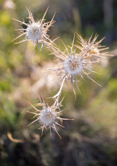 Centaurea calcitrapa, wild plant, commonly known as the star thistle in the summer in prairie in Cappadocia in Turkey. White plant sharp