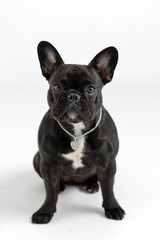 portrait of a black french bulldog on a white background