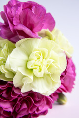 Pink purple and yellow green carnations on a white lilac background. Pink flowers. Place for the text. Mothers Day. Greeting card. Wedding day. Valentine's Day