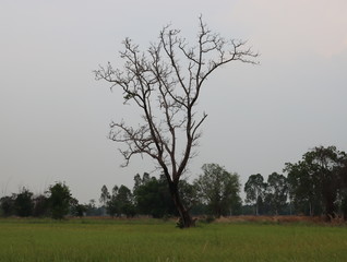 The tree has no leaves in the middle of a green rice field.