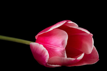 Flower of tulip with petal red with transition to white color, closeup, isolated on black background