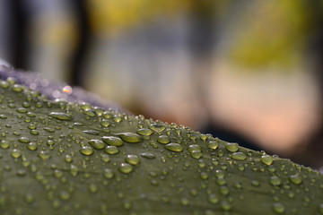 Water drops on a waterproof fabric. ( Water droplets on the tent fabric. )