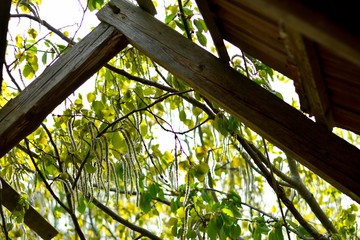 Nature takes back an old wall