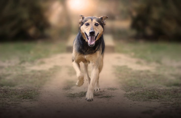 The cheerful dog runs along a path through sand and grass isolated with a blurred background in the...