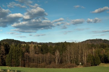 Obraz premium forest in autumn