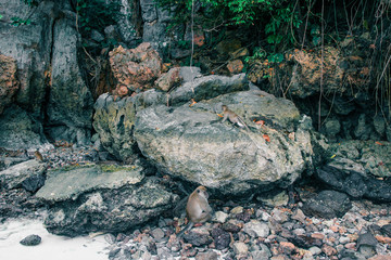 Crazy monkeys on the rocks, Thailand