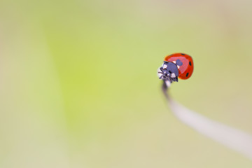 Close up ladybug on the colorful background. Demirköy, Kırklareli / Turkey.