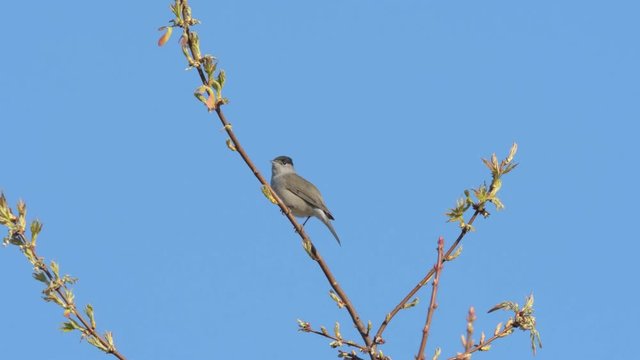 Eurasian Blackcap sitting and singing on a tree