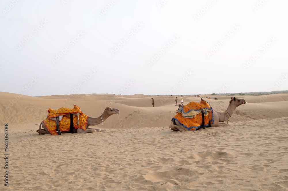 Wall mural Cammelli nel deserto del Thar in Rajasthan 