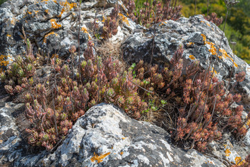 Succulent in natural rocky environment with red and green colours