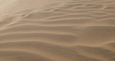 Fototapeta na wymiar Cammelli nel deserto del Thar in Rajasthan 