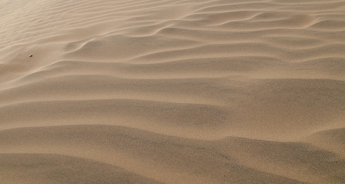 Cammelli nel deserto del Thar in Rajasthan 