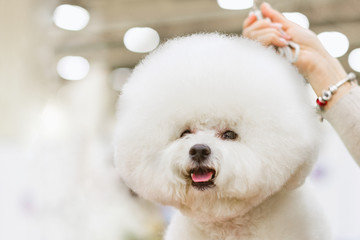 Dog Bichon Frise with a white coat on a background dogshow.
