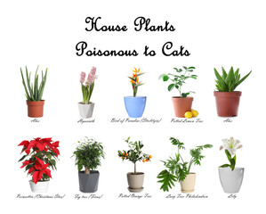 Set of house plants poisonous to cats on white background