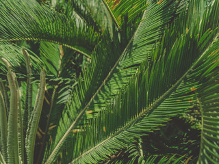 Green fronds palm tree