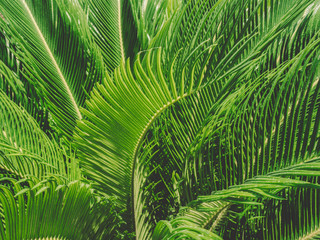 Green fronds palm tree
