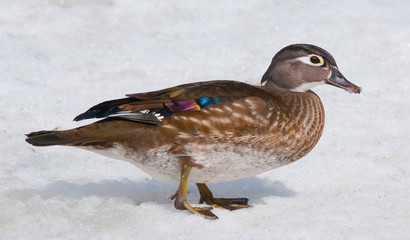 Birds in Winter with Snow & Ice