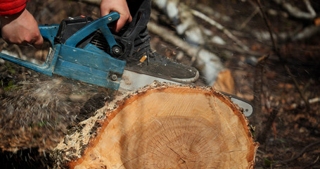 Wood cutting a chainsaw. Lumberjack cuts firewood with a saw