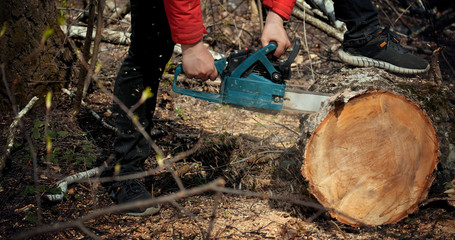 Wood cutting a chainsaw. Lumberjack cuts firewood with a saw