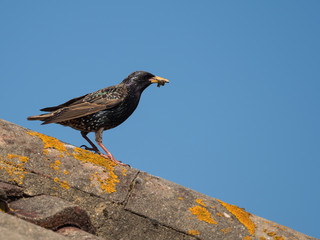 A starling (sturnus vulgaris) waits with food on a roof top.Garden bird.UK.Image