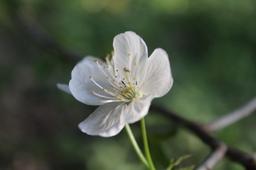 Fleur de cerisier