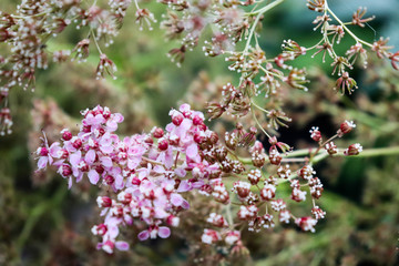 Beautiful flowering herb Yarrow Achillea millefolilium.