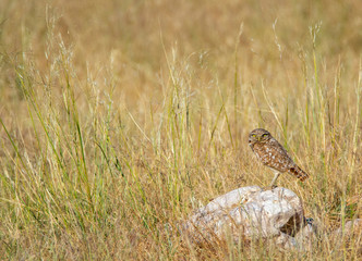 a burrowing owl perched on a rock watching for prey at Antelope Island State Park in Utah