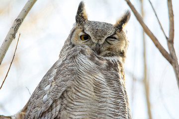 Great horned owl in the spring in a forest at Market Lake National Wildlife Management Area in Idaho