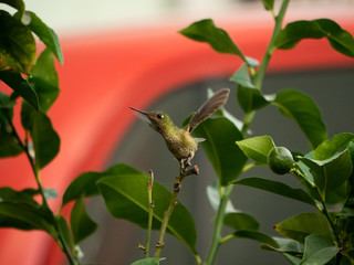 colibri © javier