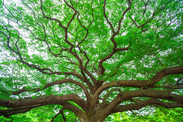 Old linden tree in the evening. Forest in summer. Mohni, small island in Estonia, Europe,Big tree,...