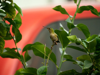 Colibri © javier
