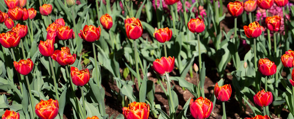 Many red tulips in the garden.