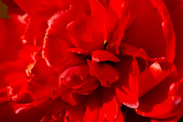 Red tulip close-up. Beautiful flower macro shot.