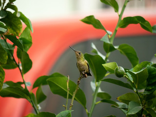 Colibri © javier