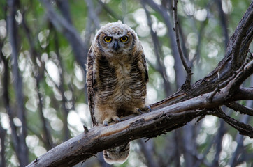 Young great horned owl in the spring in a forest at Market Lake National Wildlife Management Area in Idaho