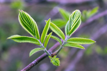 close up of leaf