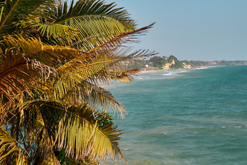 palm tree on the beach