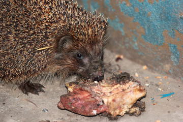 European hedgehog eating piece of meat