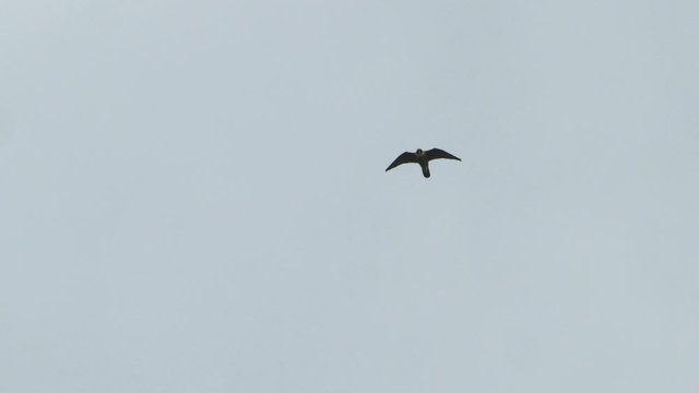 Peregrine falcon (Falco peregrinus) flying against sky, Exeter, Devon, UK